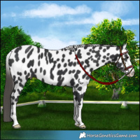 Horse Color:Black Appaloosa 