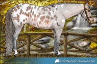 Horse Color:White Spotted Bay Roan Blanket 