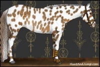 Horse Color:Chocolate Palomino Leopard Rabicano
