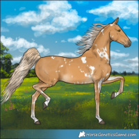 Horse Color:White Spotted Palomino