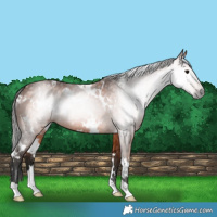 Horse Color:Gray White Spotted Bay