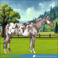 Horse Color:White Spotted Liver Chestnut Appaloosa 