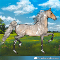 Horse Color:White Spotted Silver Buckskin Roan 