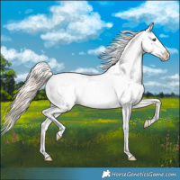 Horse Color:White Spotted Chocolate Palomino Roan Blanket 