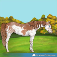 Horse Color:White Spotted Chestnut Splash