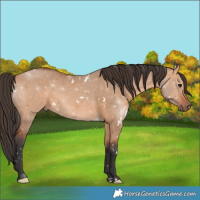 Horse Color:White Spotted Bay Dun 