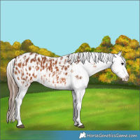 Horse Color:Bay Splash Tobiano Near Leopard  and Bay Splash Tobiano Blanket 