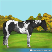 Horse Color:Gray Brown Tobiano Rabicano 