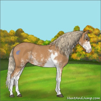 Horse Color:Chestnut Sabino 