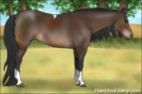 Horse Color:Brown Tobiano 