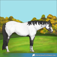 Horse Color:Black Appaloosa 