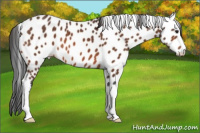 Horse Color:Brown Appaloosa 