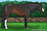Horse Color:Brown 