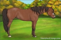 Horse Color:Bay Roan 