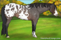 Horse Color:Brown Roan Frame Appaloosa 