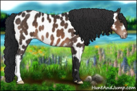 Horse Color:Brown Appaloosa