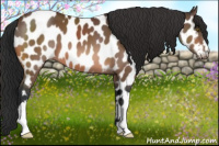 Horse Color:Brown Appaloosa