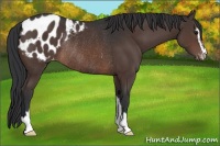 Horse Color:Brown Sabino Blanket Rabicano