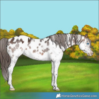 Horse Color:White Spotted Brown Splash Appaloosa 