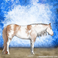 Horse Color:Gray White Spotted Gold Champagne Tobiano 