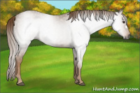 Horse Color:Gray Chestnut 