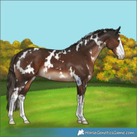 Horse Color:White Spotted Liver Chestnut 