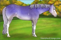 Horse Color:White Spotted Silver Classic Cream Champagne Onyx 