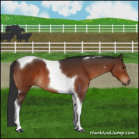 Horse Color:Brown Tobiano