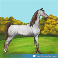 Horse Color:Liver Red Roan 