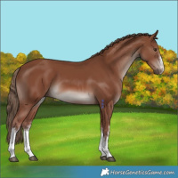 Horse Color:White Spotted Chestnut 