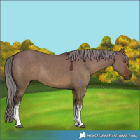 Horse Color:White Spotted Liver Red Dun Mushroom 