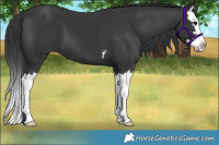 Horse Color:Black Splash
