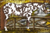 Horse Color:Liver Chestnut Appaloosa Rabicano 