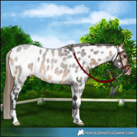 Horse Color:Buckskin Roan Near Leopard 