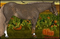 Horse Color:Chocolate Palomino 