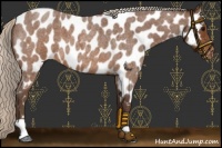 Horse Color:Silver Buckskin Roan Near Leopard 
