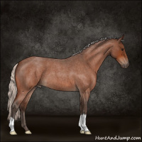 Horse Color:Silver Bay Roan