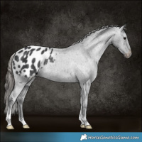 Horse Color:Black Appaloosa Rabicano 