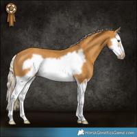 Horse Color:Palomino Splash Frame Rabicano