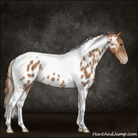 Horse Color:Chestnut Tobiano Appaloosa