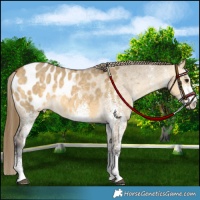 Horse Color:White Spotted Buckskin Dun Appaloosa