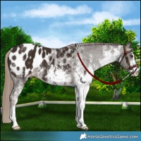 Horse Color:White Spotted Liver Chestnut Appaloosa 