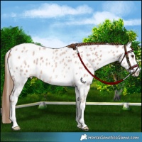 Horse Color:White Spotted Red Roan Near Leopard 
