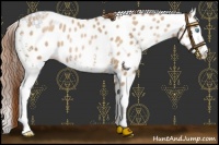 Horse Color:White Spotted Buckskin Pearl Appaloosa 