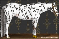 Horse Color:Liver Chestnut Appaloosa