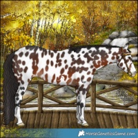 Horse Color:Brown Appaloosa 