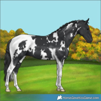 Horse Color:White Spotted Black Tobiano 