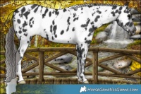 Horse Color:White Spotted Black Appaloosa