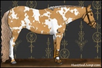 Horse Color:White Spotted Palomino 