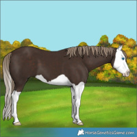 Horse Color:Liver Chestnut Splash 
